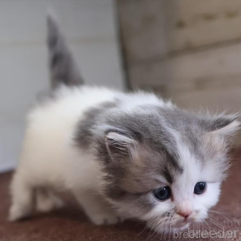 販売中の愛知県のサイベリアン-138510の6枚目