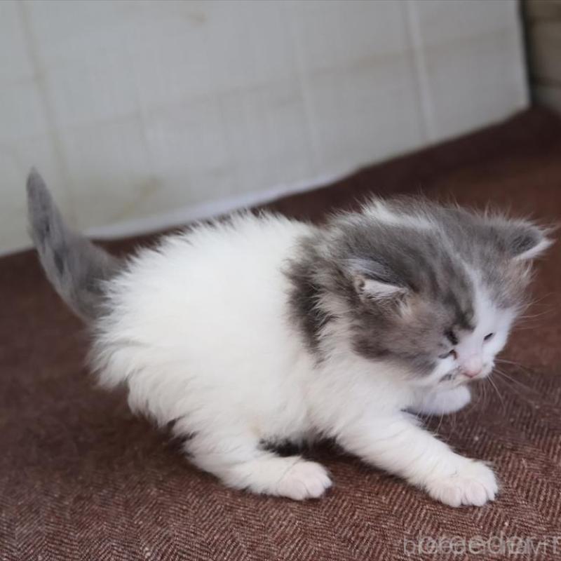 販売中の愛知県のサイベリアン-138510の4枚目