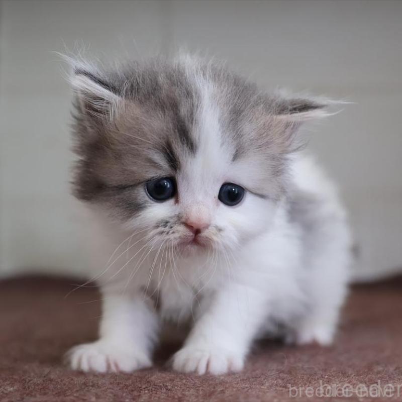 販売中の愛知県のサイベリアン-138510の3枚目