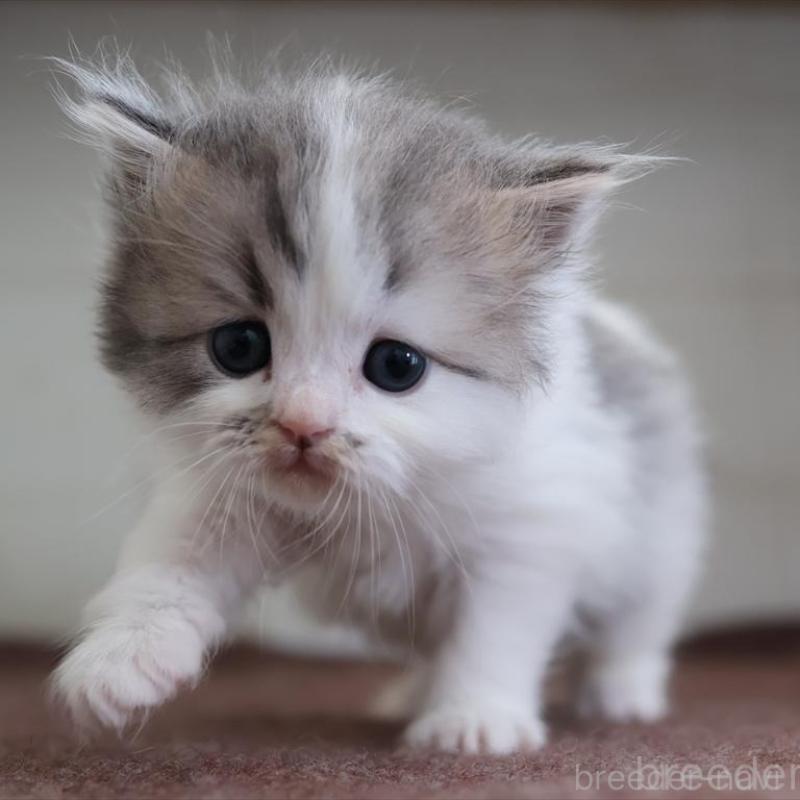 販売中の愛知県のサイベリアン-138510の2枚目