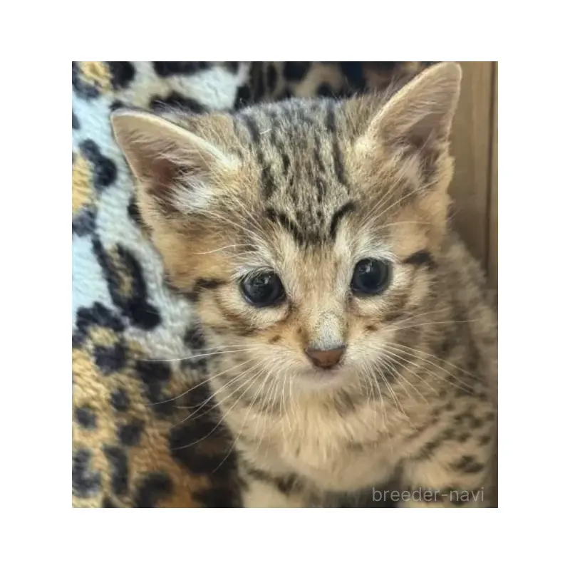 販売中の愛知県のアビシニアン-138511の3枚目