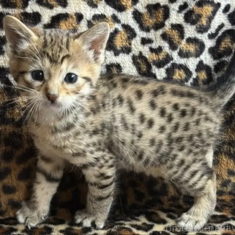 販売中の愛知県のアビシニアン-138511の1枚目