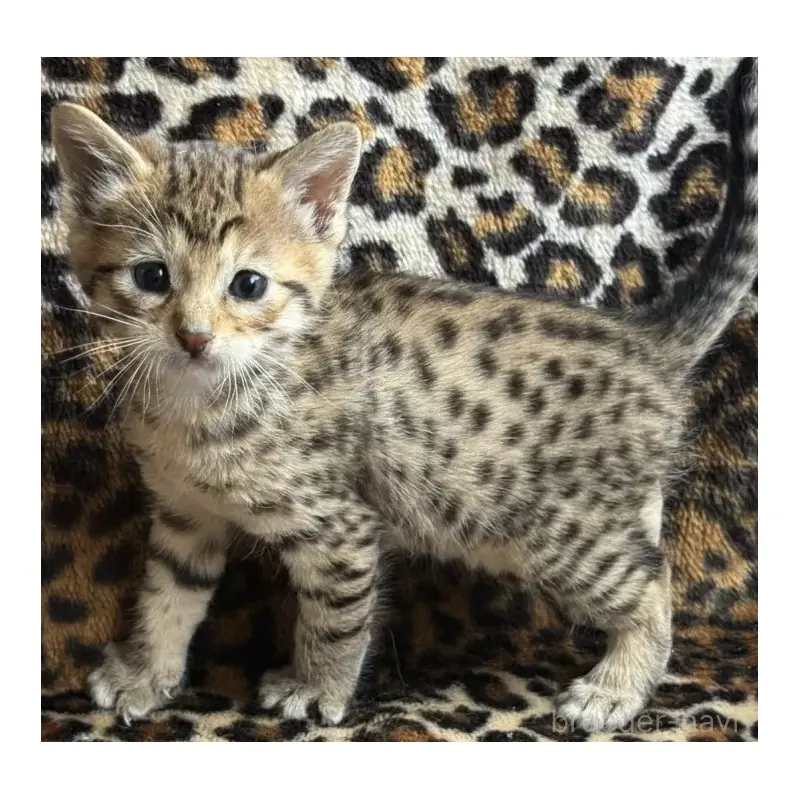 販売中の愛知県のアビシニアン-138511の2枚目