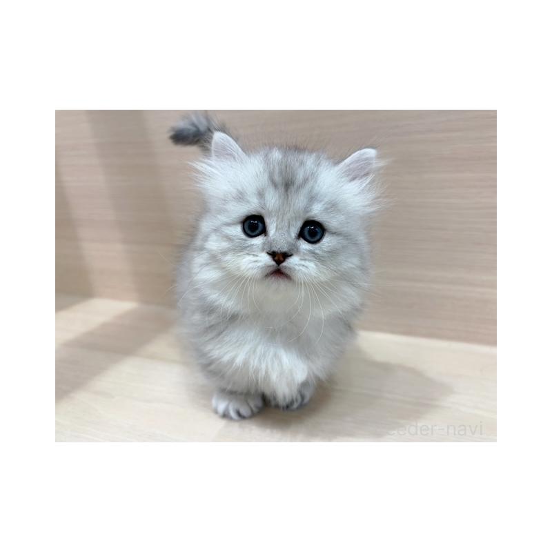 販売中の東京都のミヌエット(短足)-138512の1枚目