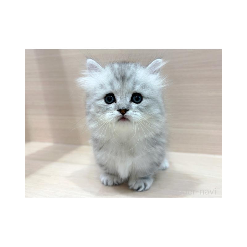 販売中の東京都のミヌエット(短足)-138512の5枚目