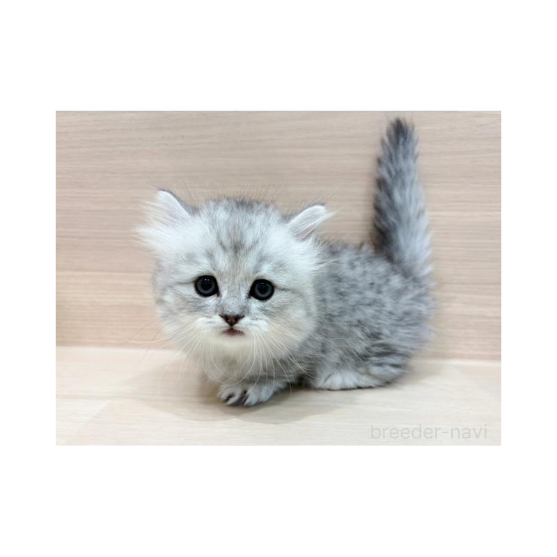 販売中の東京都のミヌエット(短足)-138512の4枚目