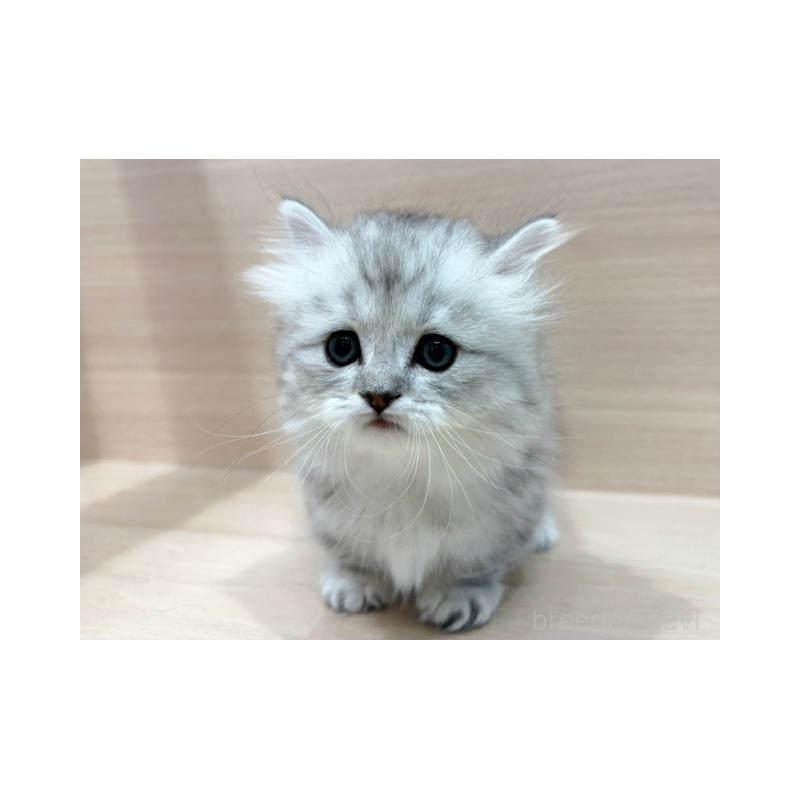 販売中の東京都のミヌエット(短足)-138512の3枚目