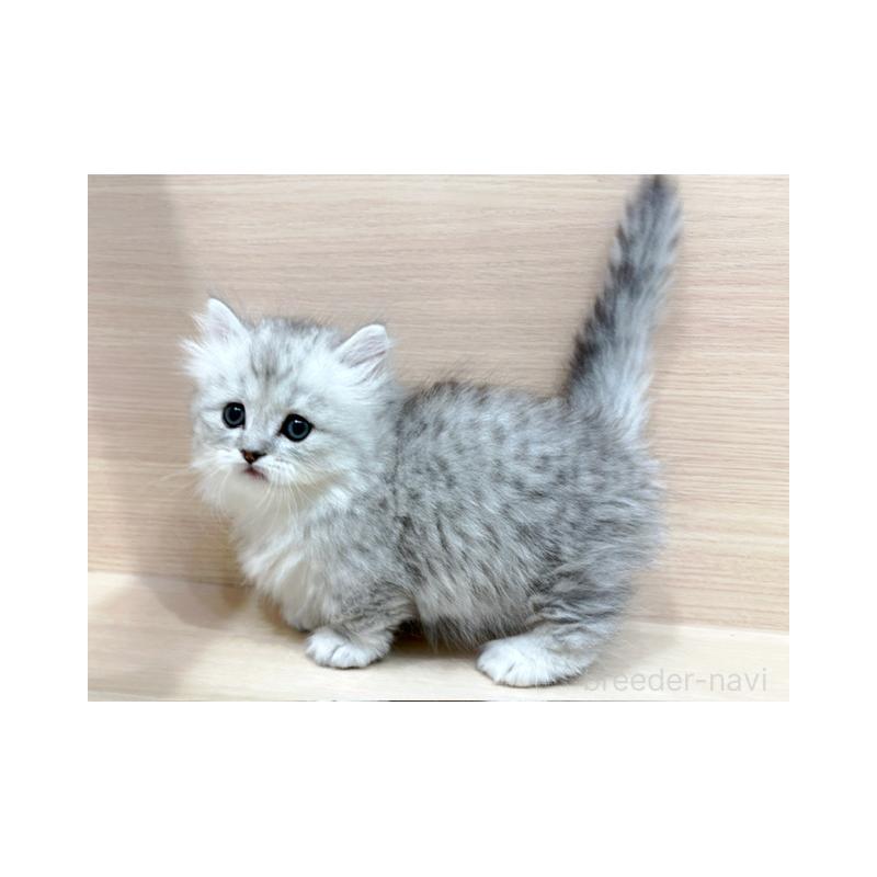 販売中の東京都のミヌエット(短足)-138512の2枚目