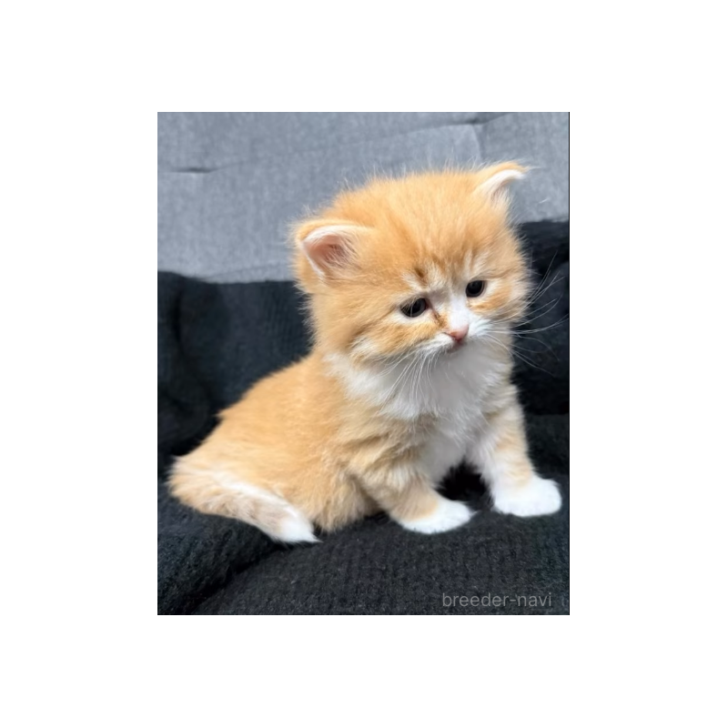 販売中の滋賀県のサイベリアン-138513の3枚目