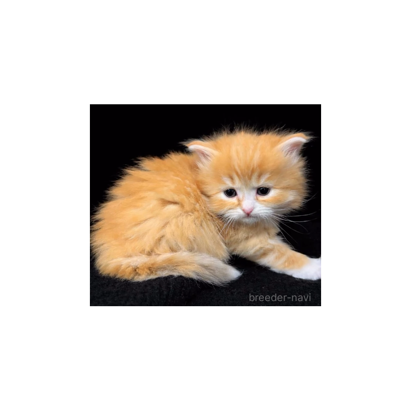 販売中の滋賀県のサイベリアン-138513の2枚目