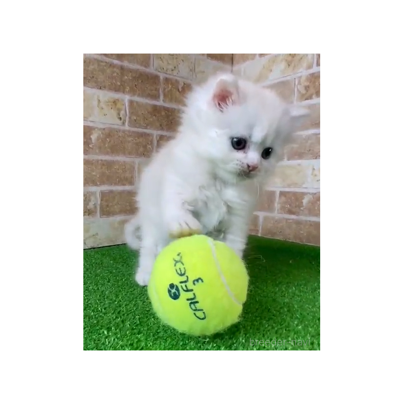 販売中の鹿児島県のキンカロー-138514の2枚目