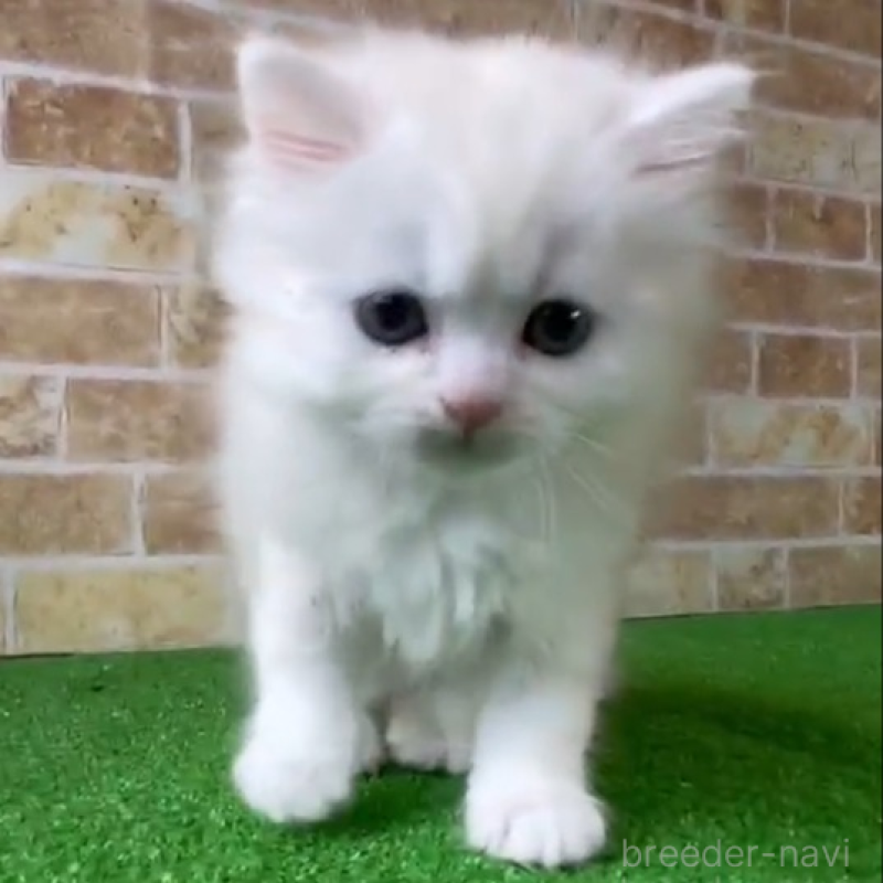 販売中の鹿児島県のキンカロー-138514の1枚目