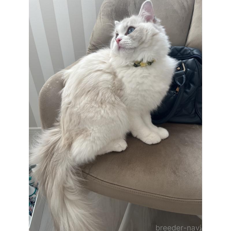 販売中の福島県のラグドール-131442の3枚目