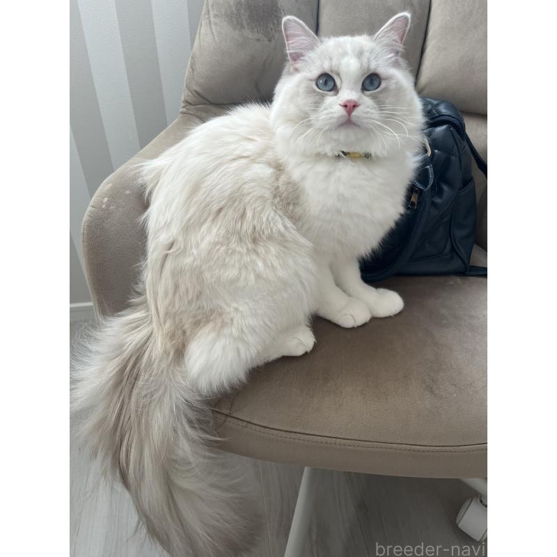 販売中の福島県のラグドール-131442の2枚目