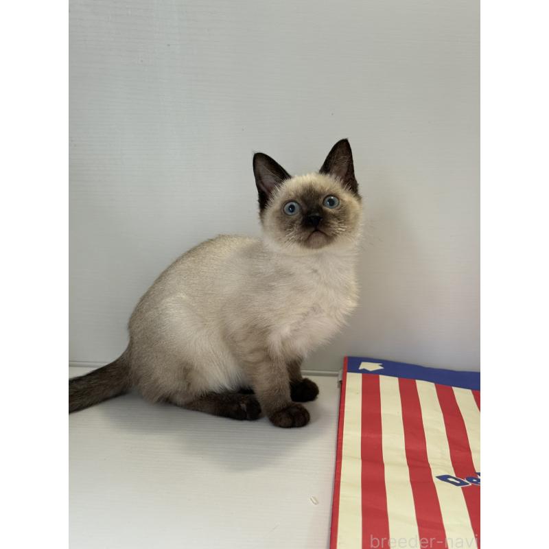 販売中の埼玉県のシャム(サイアミーズ)-138515