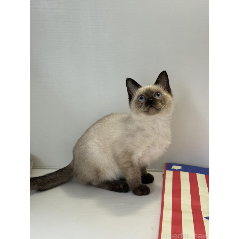 販売中の埼玉県のシャム(サイアミーズ)-138515の6枚目