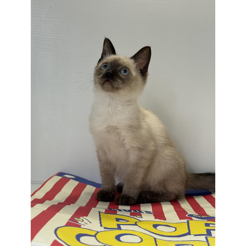 販売中の埼玉県のシャム(サイアミーズ)-138515の5枚目