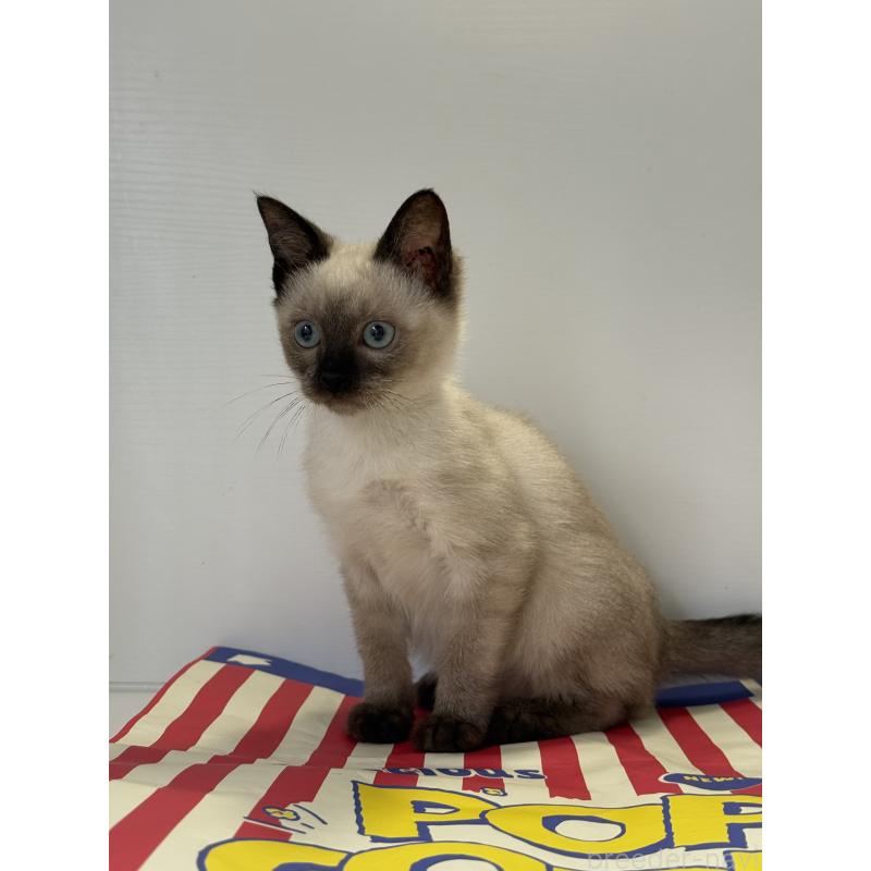 販売中の埼玉県のシャム(サイアミーズ)-138515の4枚目