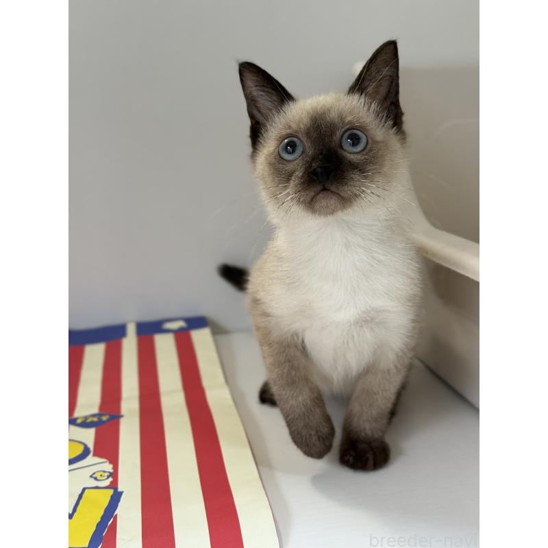 販売中の埼玉県のシャム(サイアミーズ)-138515の3枚目