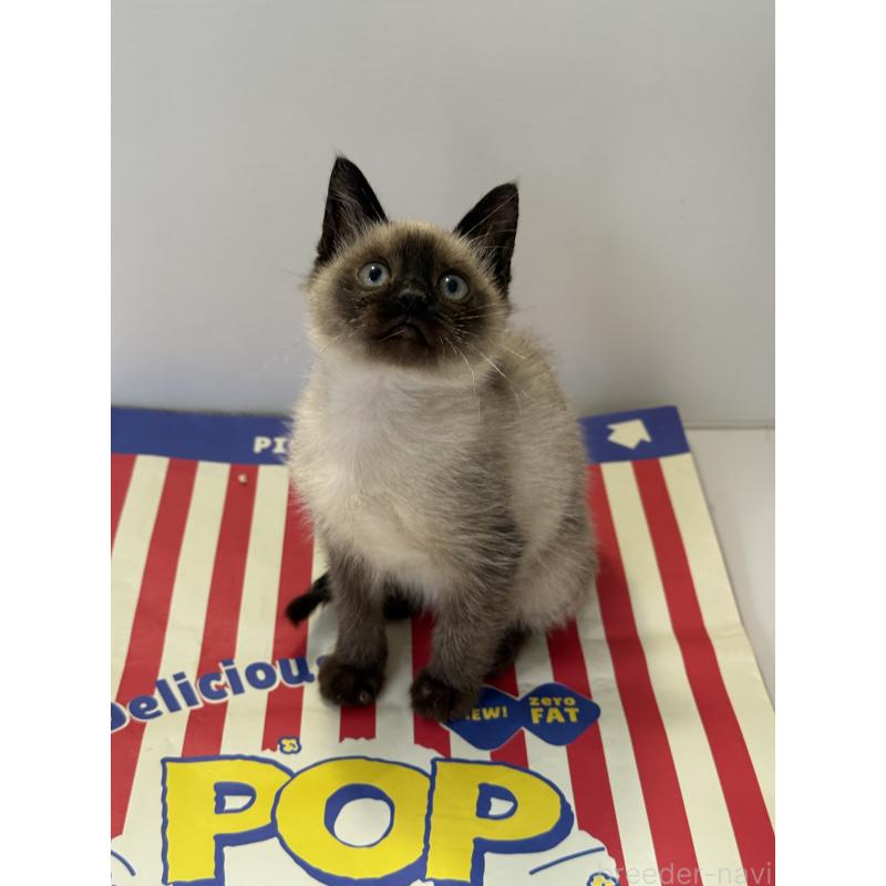 商談中の埼玉県のシャム(サイアミーズ)-138516の11枚目