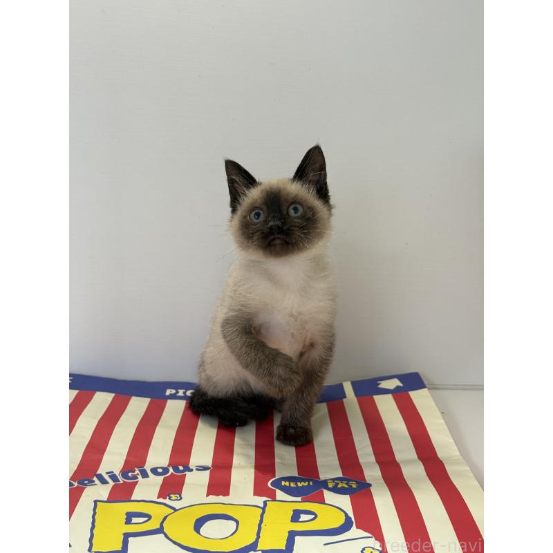 商談中の埼玉県のシャム(サイアミーズ)-138516の10枚目