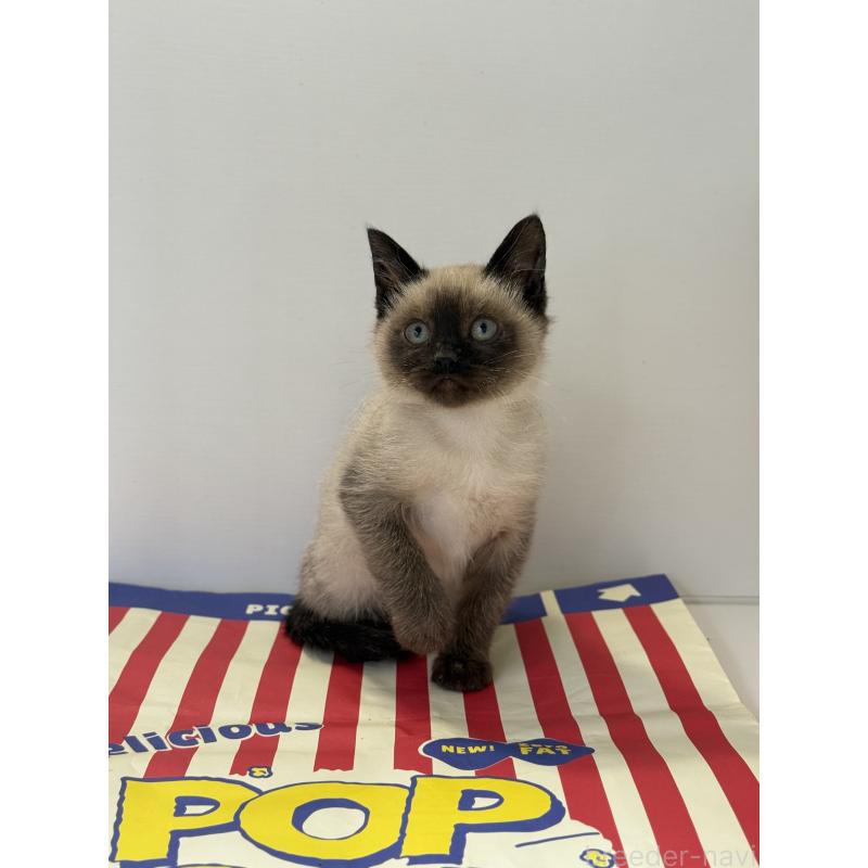 商談中の埼玉県のシャム(サイアミーズ)-138516の9枚目