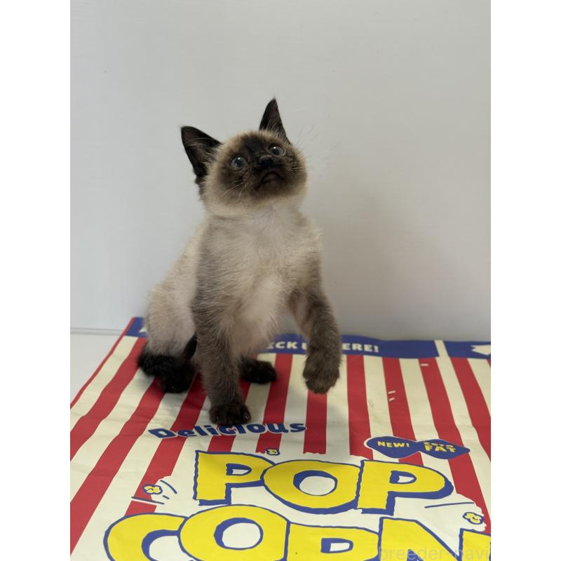 商談中の埼玉県のシャム(サイアミーズ)-138516の8枚目