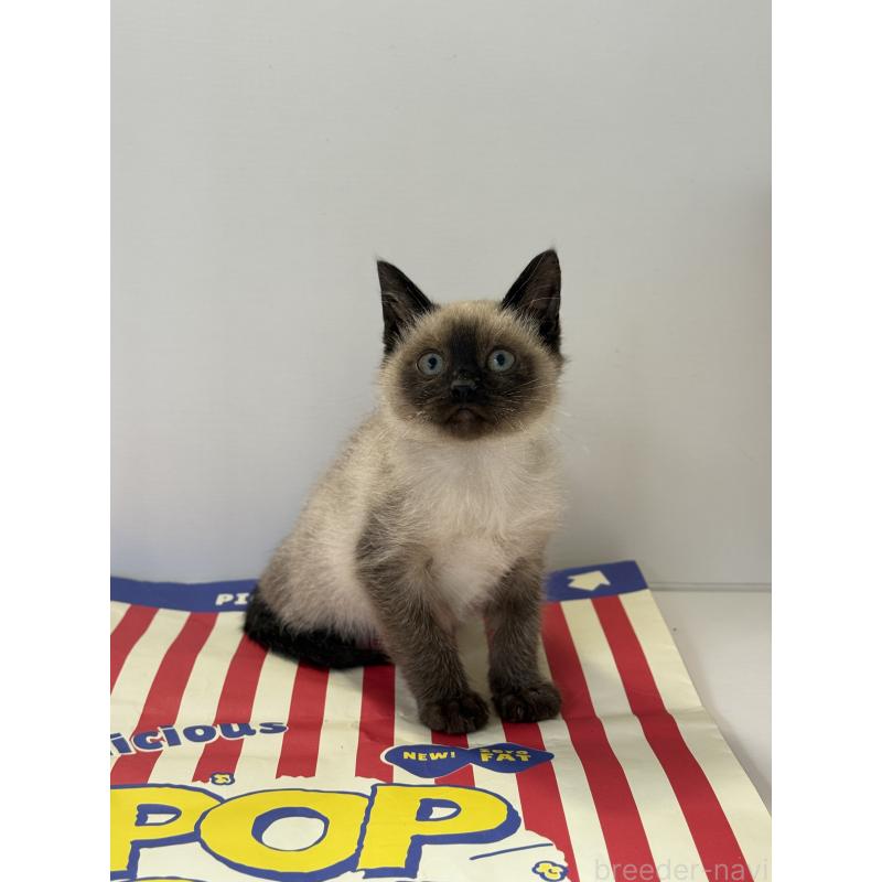 商談中の埼玉県のシャム(サイアミーズ)-138516の7枚目