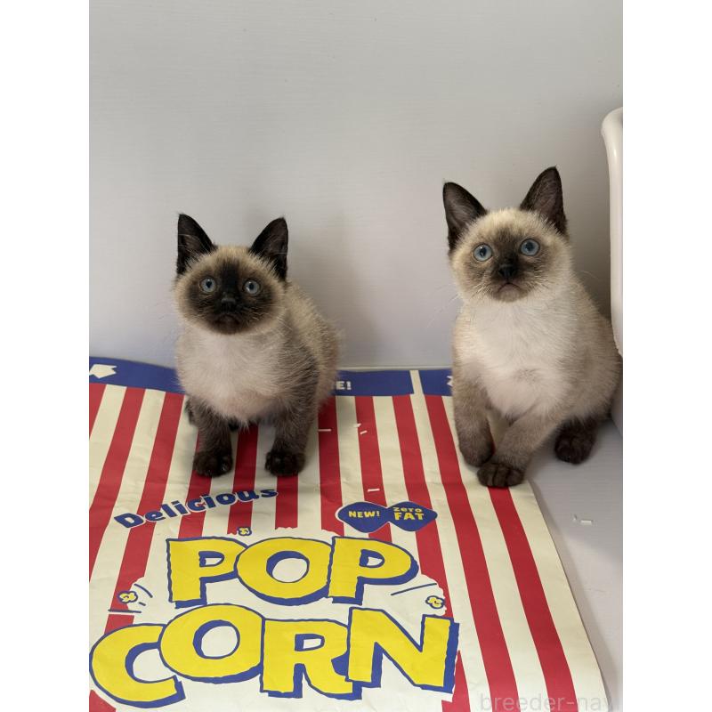 商談中の埼玉県のシャム(サイアミーズ)-138516の6枚目