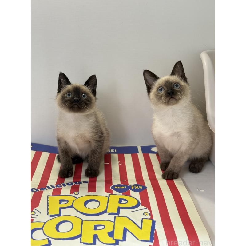 商談中の埼玉県のシャム(サイアミーズ)-138516の5枚目