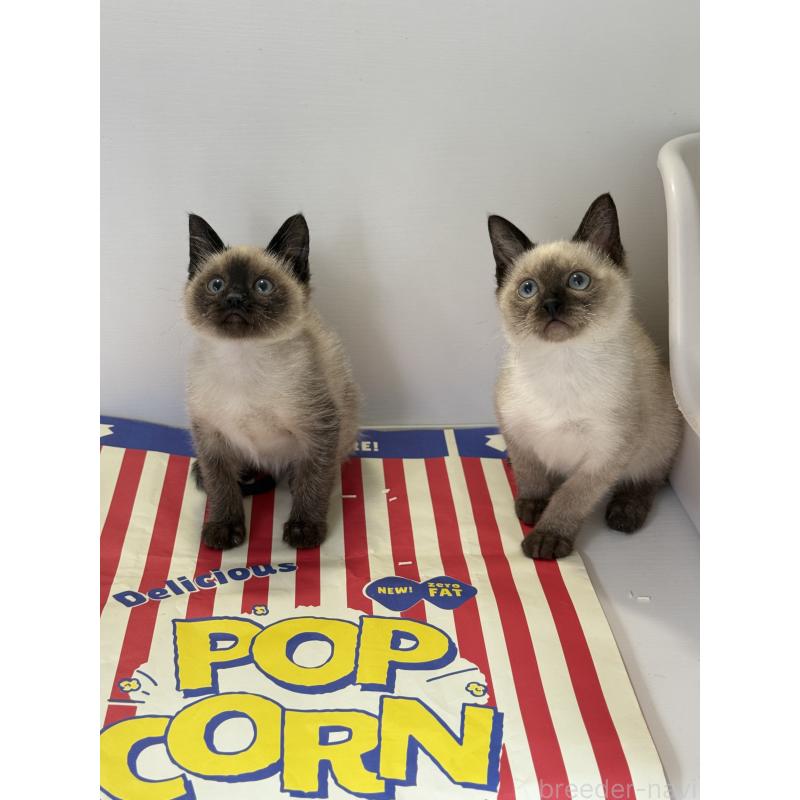 商談中の埼玉県のシャム(サイアミーズ)-138516の4枚目