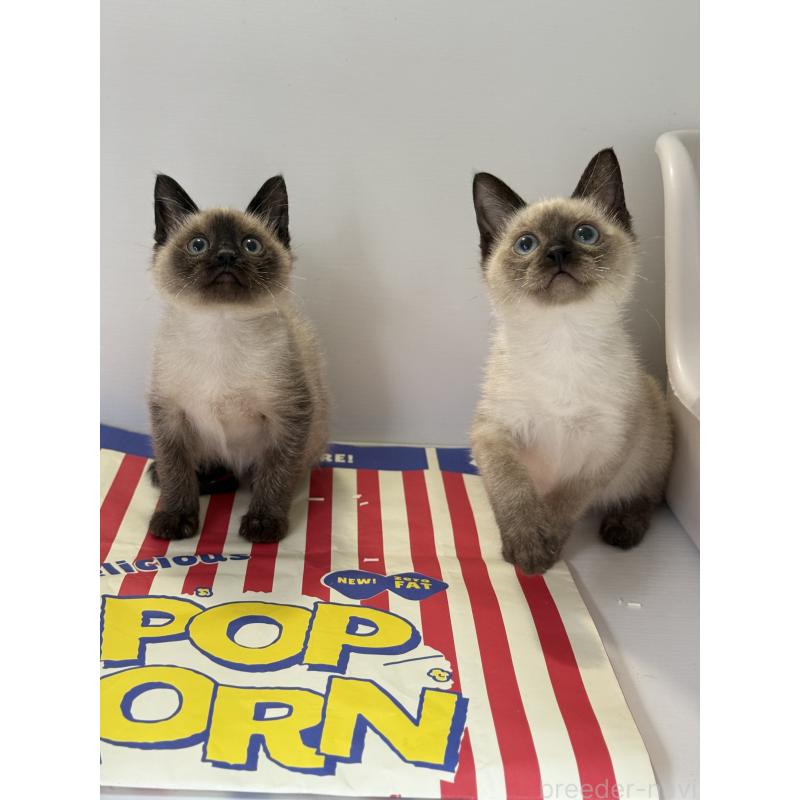 商談中の埼玉県のシャム(サイアミーズ)-138516の3枚目