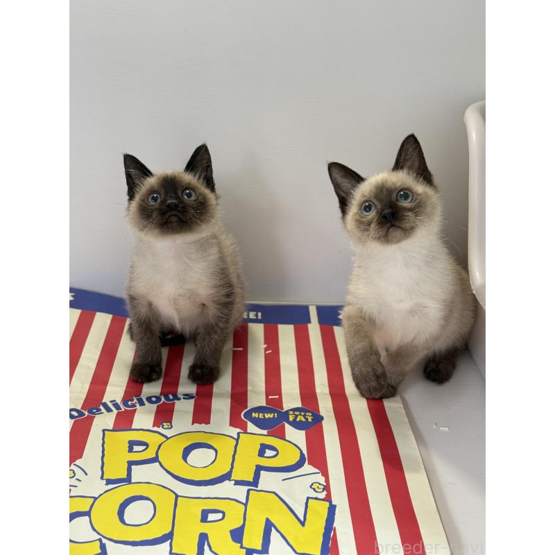 商談中の埼玉県のシャム(サイアミーズ)-138516の2枚目