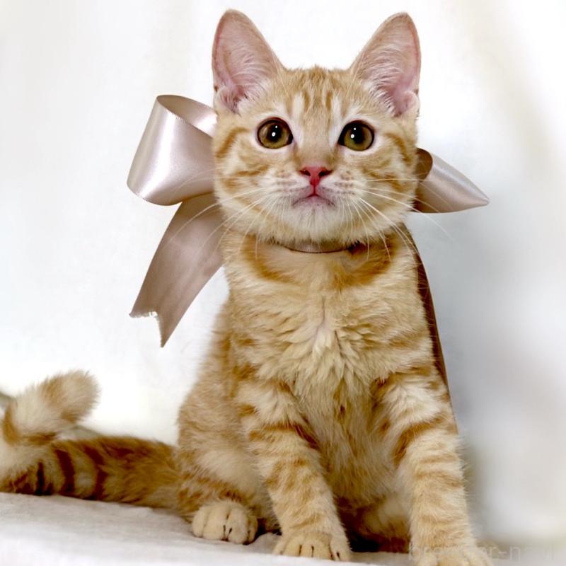 販売中の栃木県のマンチカン-138518の10枚目