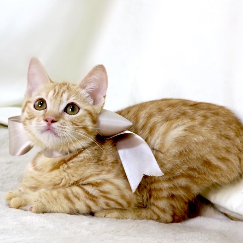 販売中の栃木県のマンチカン-138518の9枚目