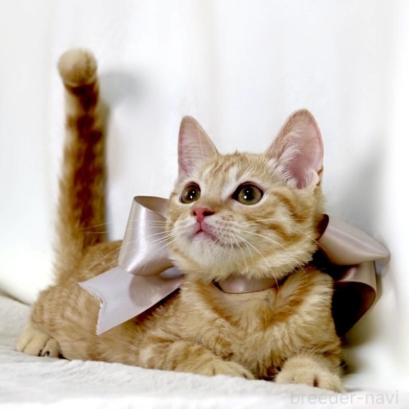 販売中の栃木県のマンチカン-138518の8枚目