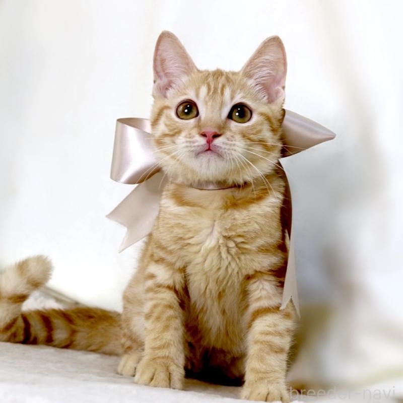 販売中の栃木県のマンチカン-138518の7枚目