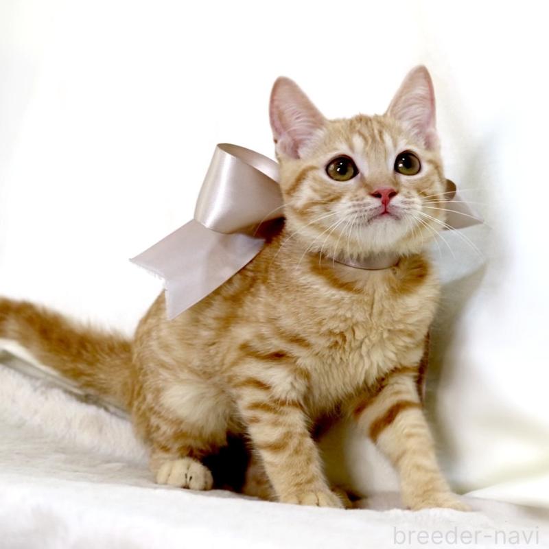 販売中の栃木県のマンチカン-138518の6枚目