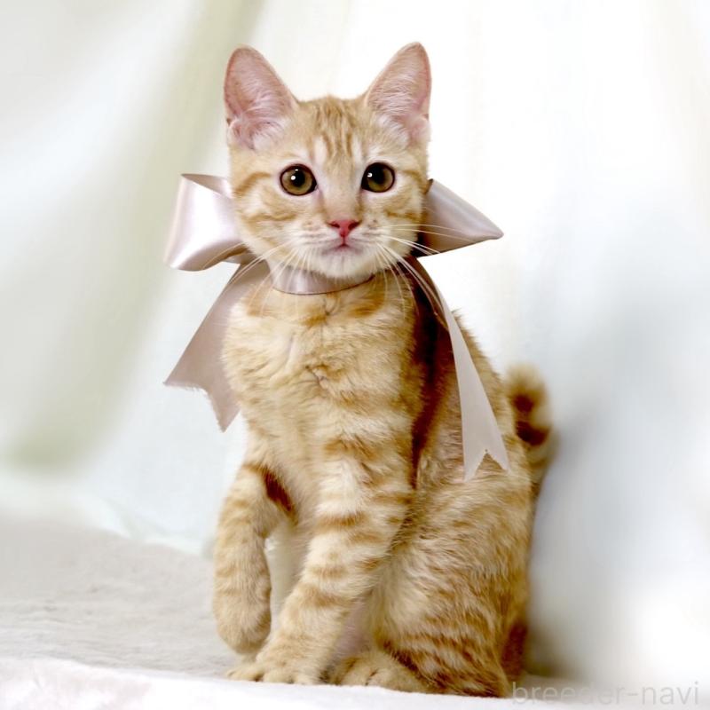 販売中の栃木県のマンチカン-138518の5枚目