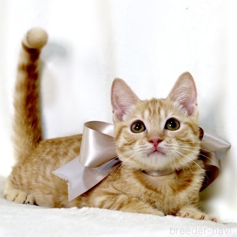 販売中の栃木県のマンチカン-138518の4枚目