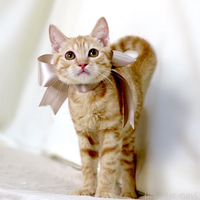 販売中の栃木県のマンチカン-138518の3枚目