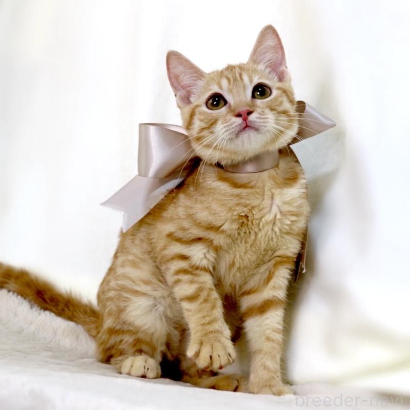 販売中の栃木県のマンチカン-138518の2枚目