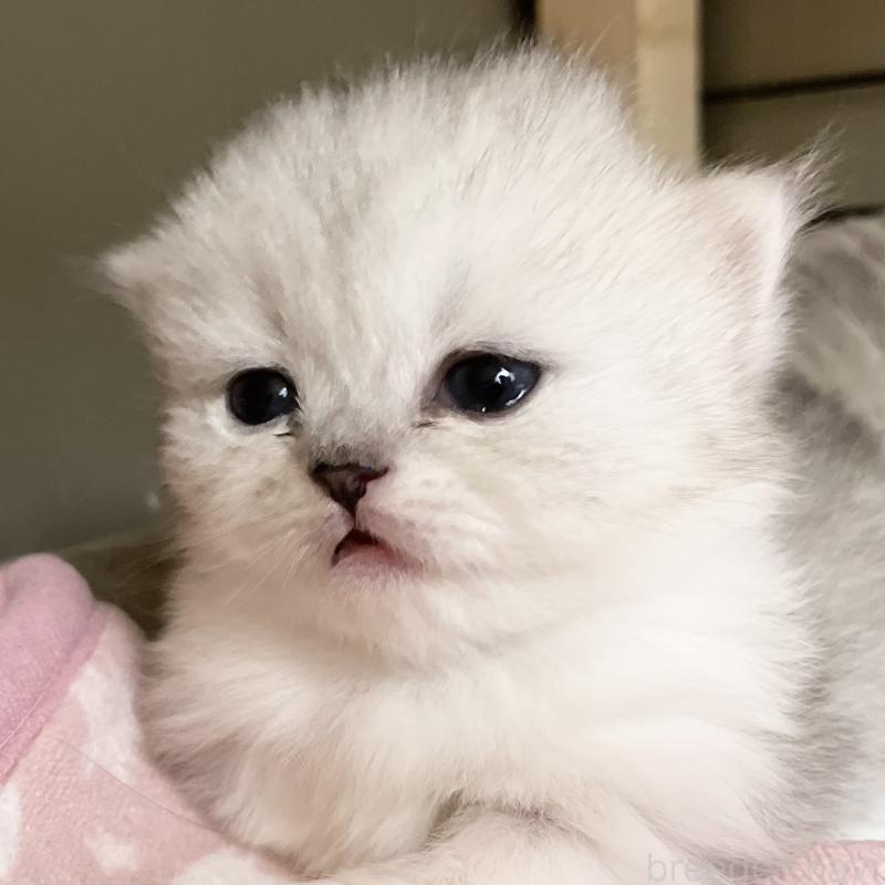 販売中の愛知県のミヌエット(短足)-138519の15枚目