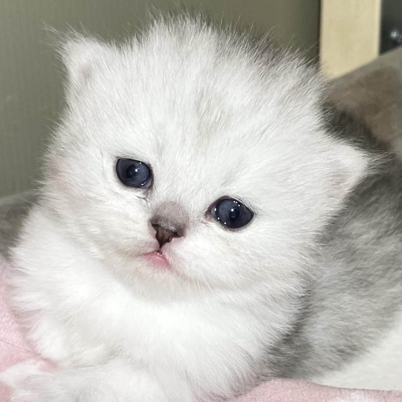 販売中の愛知県のミヌエット(短足)-138519の1枚目