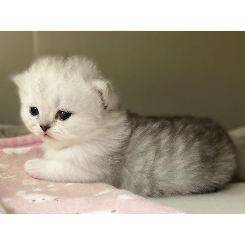 販売中の愛知県のミヌエット(短足)-138519の14枚目