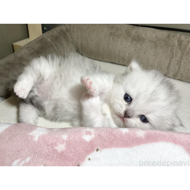 販売中の愛知県のミヌエット(短足)-138519の12枚目