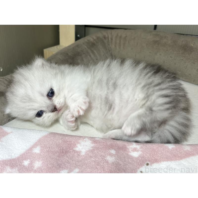 販売中の愛知県のミヌエット(短足)-138519の11枚目