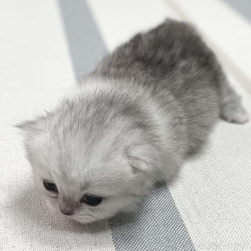 販売中の愛知県のミヌエット(短足)-138519の9枚目