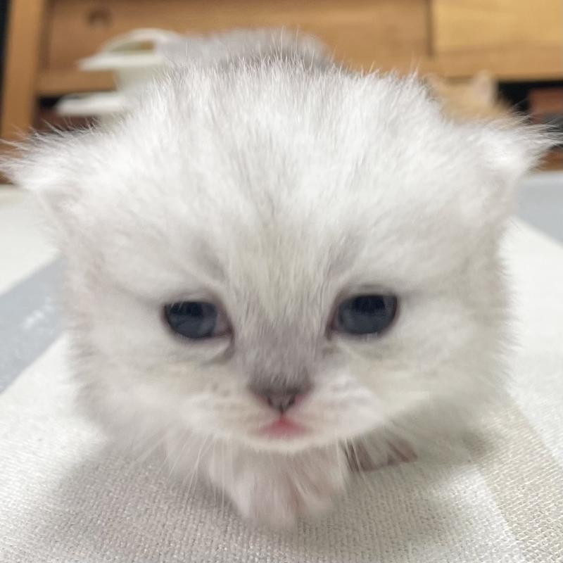 販売中の愛知県のミヌエット(短足)-138519の8枚目