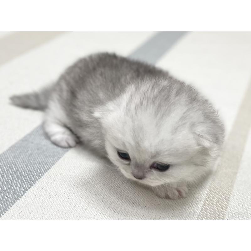 販売中の愛知県のミヌエット(短足)-138519の7枚目